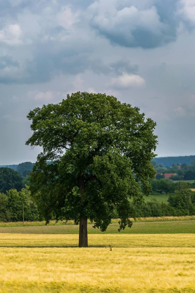 Peaceful tree in open field representing calm healing environment