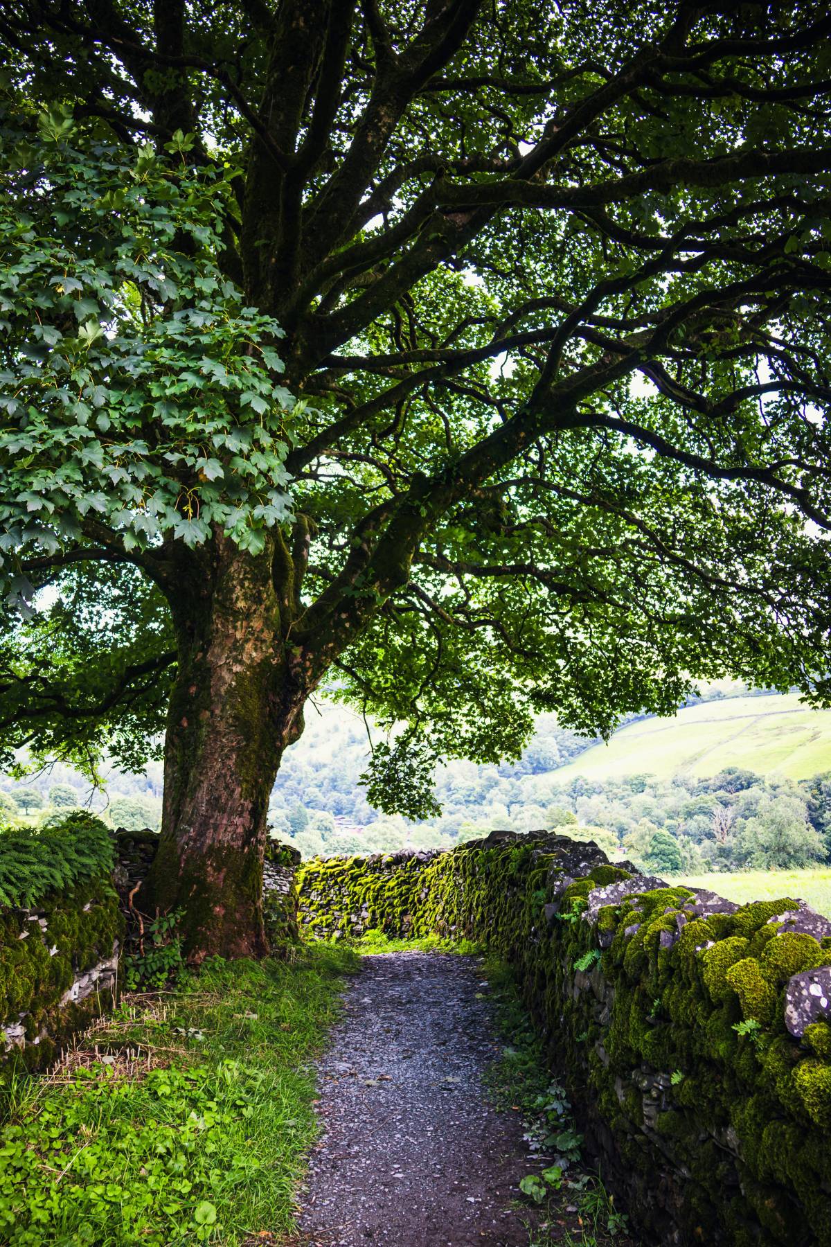 Large green tree beside calm walking path for wellness and rehabilitation