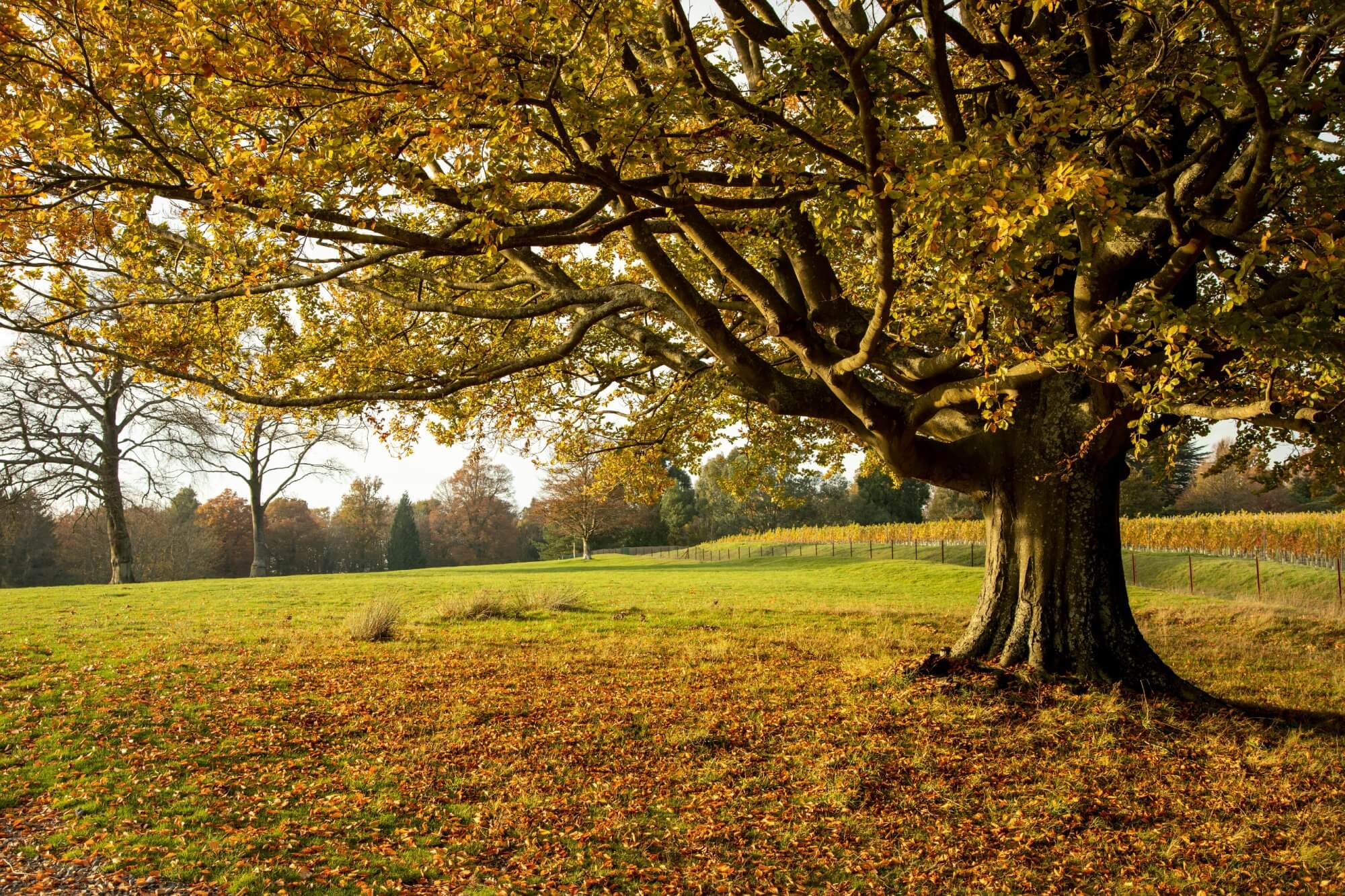 Large tree in a peaceful green field symbolizing healing and recovery.