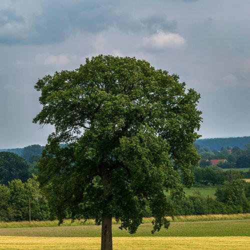 Peaceful tree in open field representing calm healing environment