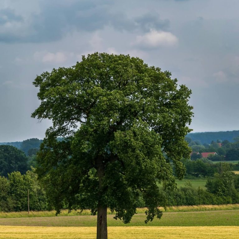 Peaceful tree in open field representing calm healing environment