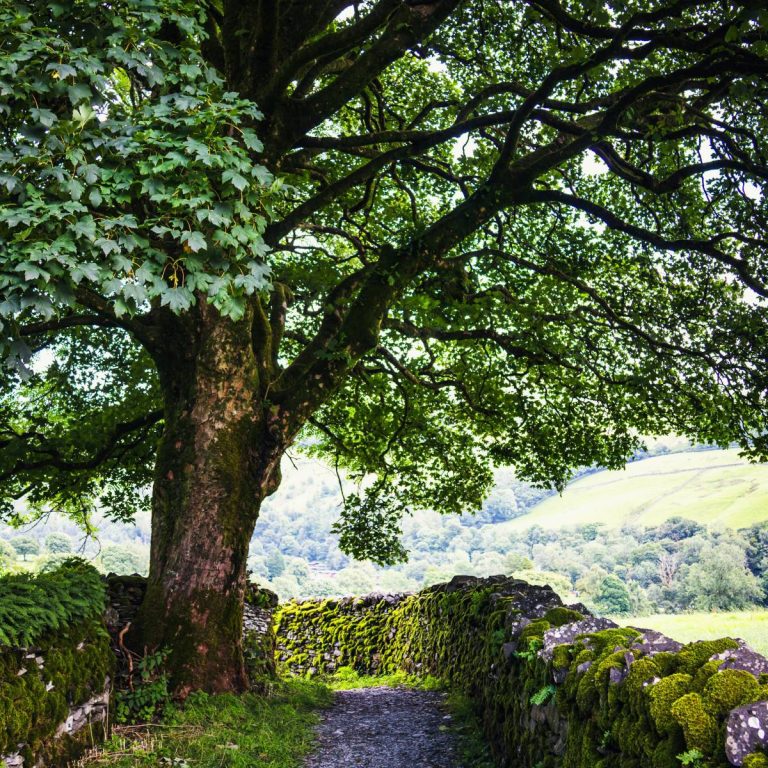 Large green tree beside calm walking path for wellness and rehabilitation